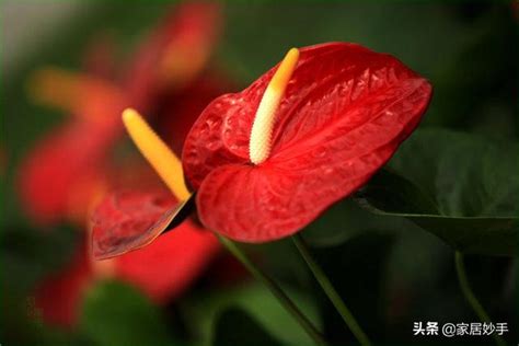 紅掌花藝|紅掌怎麼養？牢記3個養護技巧，葉子大又綠，花開不停歇